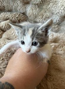 Max - Manx Kitten For Adoption - Chico&comma; CA&comma; US