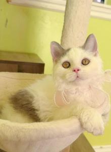 SK021 - Selkirk Rex Kitten For Sale - Los Angeles&comma; CA&comma; US