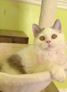 SK021 - Selkirk Rex Kitten For Sale - Los Angeles, CA, US SK021 - Selkirk Rex Kitten For Sale - Los Angeles, CA, US