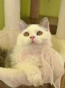 SK021 - Selkirk Rex Kitten For Sale - Los Angeles, CA, US SK021 - Selkirk Rex Kitten For Sale - Los Angeles, CA, US