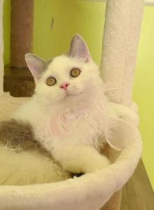 SK021 - Selkirk Rex Kitten For Sale - Los Angeles&comma; CA&comma; US