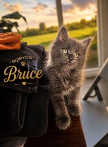DORIS - Maine Coon Kitten For Sale - Manitowoc&comma; WI&comma; US