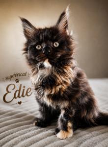 DORIS - Maine Coon Kitten For Sale - Manitowoc, WI, US DORIS - Maine Coon Kitten For Sale - Manitowoc, WI, US