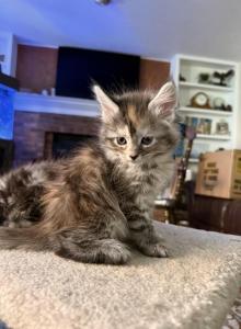 Maine coon litter - Maine Coon Kitten For Sale - Colorado Springs&comma; CO&comma; US