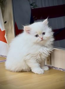 Whitey gorgeous - Scottish Straight Kitten For Sale - Fairview&comma; NJ&comma; US