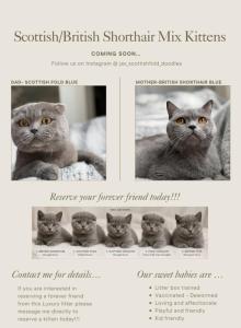 Classic Scottish British Shorthair Mix - British Shorthair Kitten For Sale - Jacksonville&comma; FL&comma; US