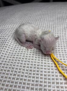 DaisysLitter - Bengal Kitten For Sale - Natchitoches&comma; LA&comma; US
