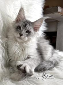 LUCKY - Maine Coon Kitten For Sale - TX&comma; US
