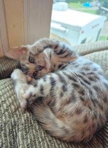 Bengal silver female - Bengal Kitten For Sale - Bedford&comma; PA&comma; US