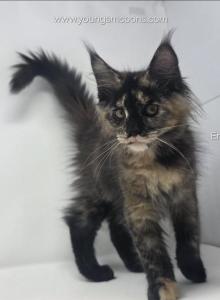 Envy - Maine Coon Kitten For Sale - Elk Grove, CA, US Envy - Maine Coon Kitten For Sale - Elk Grove, CA, US