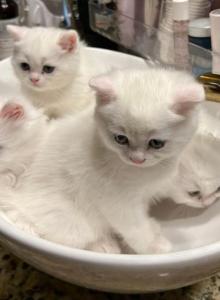 Alex - British Shorthair Kitten For Adoption - Columbia, MD, US Alex - British Shorthair Kitten For Adoption - Columbia, MD, US