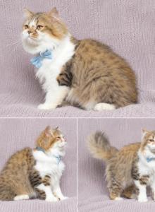 Falcone - Persian Kitten For Sale - Lehigh Acres&comma; FL&comma; US