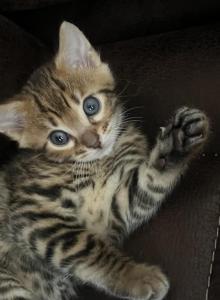 Bengal boy - Bengal Kitten For Sale - Haverstraw, NY, US Bengal boy - Bengal Kitten For Sale - Haverstraw, NY, US