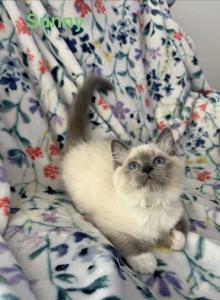 Sunny - Ragdoll Kitten For Sale - Lincoln&comma; CA&comma; US