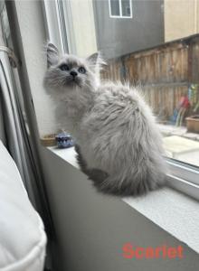 Scarlet - Ragdoll Kitten For Sale - Lincoln&comma; CA&comma; US