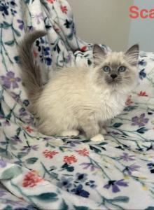 Scarlet - Ragdoll Kitten For Sale - Lincoln, CA, US Scarlet - Ragdoll Kitten For Sale - Lincoln, CA, US