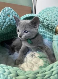 First Russian Blue Litter - Russian Blue Kitten For Sale - Fairfax, VA, US First Russian Blue Litter - Russian Blue Kitten For Sale - Fairfax, VA, US