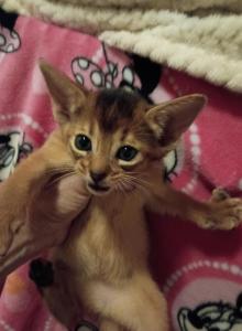 Ruddy Dancing Junebug - Abyssinian Kitten For Sale - Plymouth&comma; WI&comma; US