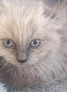 Fuzzy - Scottish Fold Kitten For Adoption - Orchards, WA, US Fuzzy - Scottish Fold Kitten For Adoption - Orchards, WA, US