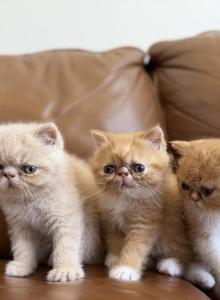 Exotic shorthair Persians - Exotic Kitten For Sale - Carlsbad, CA, US Exotic shorthair Persians - Exotic Kitten For Sale - Carlsbad, CA, US