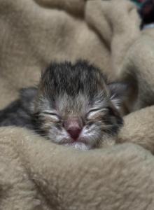 Baby 1 - Scottish Fold Kitten For Sale - Monticello&comma; MN&comma; US
