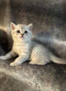 Timon Simba - Scottish Straight Kitten For Sale - Spokane&comma; WA&comma; US
