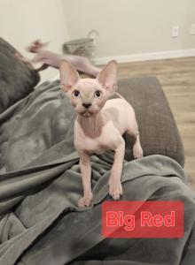 Cookie's Offspring - Sphynx Kitten For Sale - Edgewood&comma; WA&comma; US