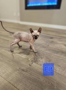 Tiger and Stripes and Elf - Sphynx Kitten For Sale - Edgewood&comma; WA&comma; US