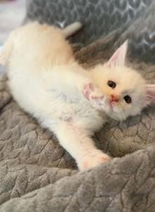 Nala - Maine Coon Kitten For Sale - Hillsville&comma; VA&comma; US