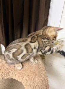 Bengal kittens - Bengal Kitten For Sale - Middleburg&comma; FL&comma; US