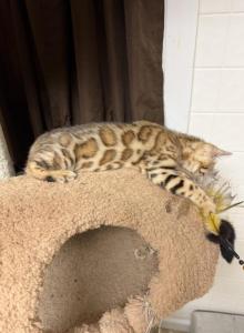 Bengal kittens - Bengal Kitten For Sale - Middleburg&comma; FL&comma; US