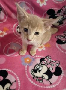 Tickle Me Fawn - Abyssinian Kitten For Sale - Plymouth&comma; WI&comma; US