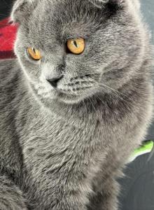 Lolita - Scottish Fold Kitten For Sale - Brooklyn, NY, US Lolita - Scottish Fold Kitten For Sale - Brooklyn, NY, US
