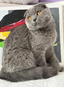 Linda - Scottish Fold Kitten For Sale - Brooklyn, NY, US Linda - Scottish Fold Kitten For Sale - Brooklyn, NY, US