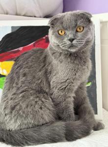 Lolita - Scottish Fold Kitten For Sale - Brooklyn&comma; NY&comma; US