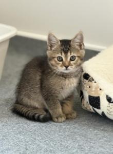 Leo  Scottish Straight Boy - Scottish Straight Kitten For Sale - Monroe&comma; NC&comma; US