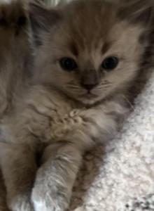 Mason - Ragdoll Kitten For Sale - Coolidge&comma; AZ&comma; US