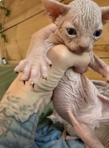 Summer tinkerbelle litter - Sphynx Kitten For Sale - Nashua&comma; NH&comma; US