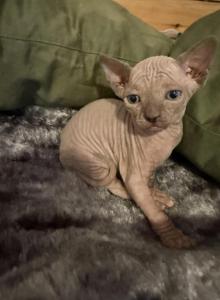 Summer tinkerbelle litter - Sphynx Kitten For Sale - Nashua&comma; NH&comma; US