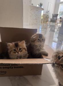 Leni - Scottish Fold Kitten For Sale - Dove Canyon&comma; CA&comma; US