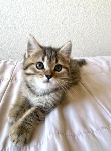 Simba - Scottish Straight Kitten For Sale - Rocklin, CA, US Simba - Scottish Straight Kitten For Sale - Rocklin, CA, US