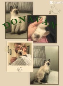 Skylar's Siamese Babies - Siamese Kitten For Adoption - Elm Mott&comma; TX&comma; US