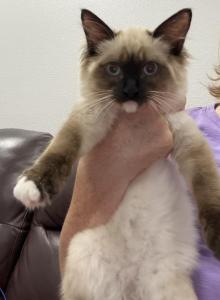 Lovely super active Soffy - Ragdoll Kitten For Adoption - Auburn, WA, US Lovely super active Soffy - Ragdoll Kitten For Adoption - Auburn, WA, US