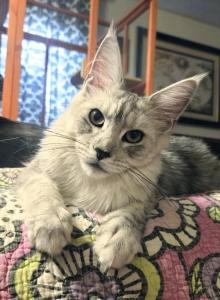 Roxette - Maine Coon Kitten For Sale - Lake Balboa&comma; CA&comma; US