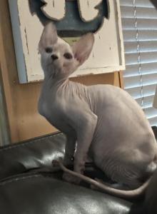 White blue eye male - Sphynx Kitten For Sale - Martinez&comma; GA&comma; US