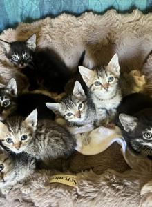 Kittens - Bengal Kitten For Adoption - Columbus&comma; IN&comma; US