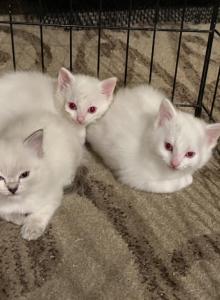 James George Lily - Ragdoll Kitten For Sale - Portland, OR, US James George Lily - Ragdoll Kitten For Sale - Portland, OR, US