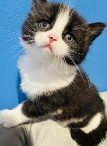 TEDDY - Domestic Kitten For Sale - Harwood Heights, IL, US TEDDY - Domestic Kitten For Sale - Harwood Heights, IL, US