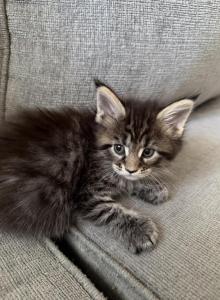 Bonny - Maine Coon Kitten For Sale - Jacksonville, FL, US Bonny - Maine Coon Kitten For Sale - Jacksonville, FL, US