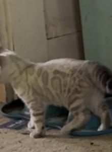 Victor - Bengal Kitten For Sale - Watsontown, PA, US Victor - Bengal Kitten For Sale - Watsontown, PA, US